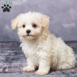 Russ, Havachon Puppy